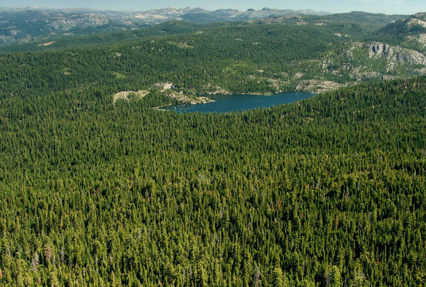 Lake and forest near Strawberry and Pinecrest